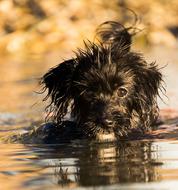 Animal Mammal Dog at water