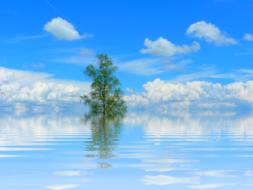 Tree Mirroring on Lake