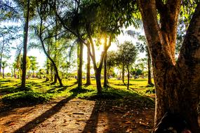 trees in the park during dawn