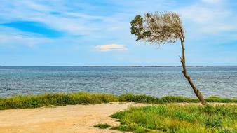 Landscape of Tree at seashore Nature