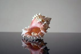 Close-up of the colorful and beautiful sea shell, with reflection