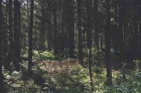 dense coniferous forest on a sunny day