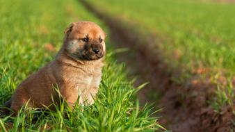 Cute, beautiful and colorful puppy on the green grass meadow in sunlight