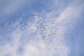 Migratory Birds flight