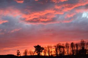 Beautiful landscape with the silhouettes of the trees, in the winter, at colorful and beautiful sunset with the clouds