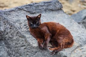 Cat Rock Brown