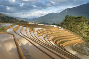 terraces with rice fields in Vietnam