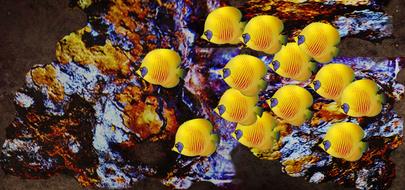 Nature Fish Water