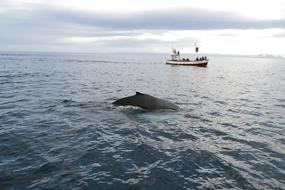 Iceland Kit For Whale Watching