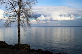 Beautiful beach of the lake, with tree, in Switzerland, under the blue sky with clouds