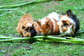 Cute Guinea Pig group