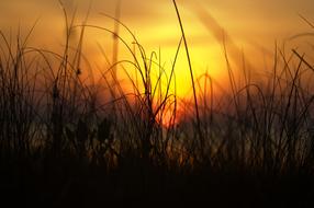 Beach grass at Sunset Sunrise