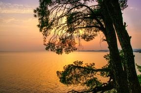 pine trees on Seaside at Golden sunset, greece