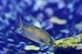 Fish in Aquarium Underwater