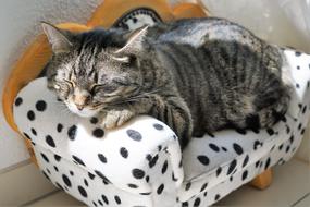 gray cat sleeping on a small sofa