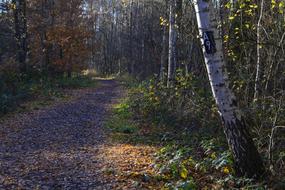 Marked forest Trail