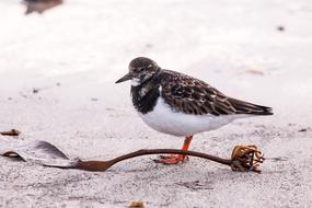 Sandpiper on a sandy beach close up