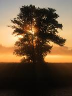autumn tree at sunset background