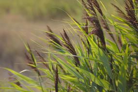 green grass in the meadow on a blurred background