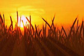 crops in the orange twilight