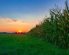 Arable Cornfield at Evening Sky