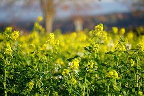field of yellow flowers on a blurred background