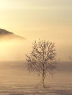 tree at Sunrise Dawn Morning