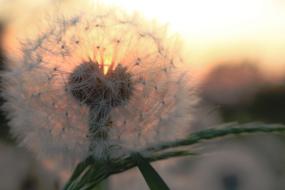 fluffy bud of a plant against the background of the evening sky