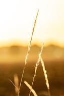 Close-up of the beautiful grass, on the field, in sunlight, on the landscape