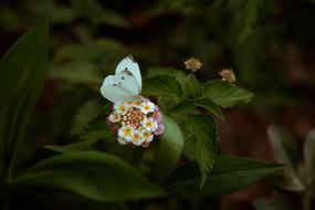 Close-up of the beautiful and colorful flower with butterfly, near the other flowers, on the plants with green leaves