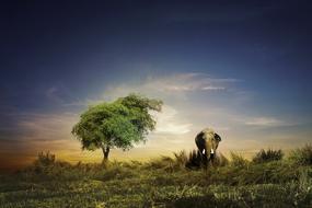 Elephant in wilderness at evening, digital art