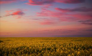 Landscape of pink sunset Sky Agriculture