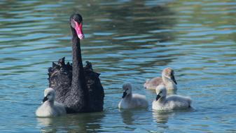 Water Bird black Swans