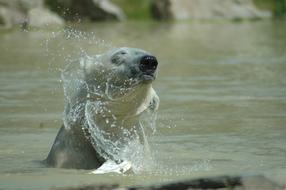 white bear in pool of zoo