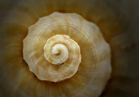 Seashell Spiral Sea