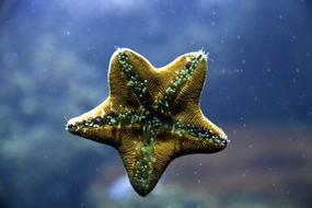closeup photo of Starfish Inside Legs