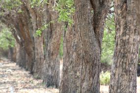 trees in a landscape close-up