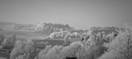 white frost on trees in the countryside