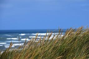 Dune North Sea grass