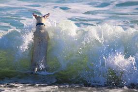 Cute and beautiful dog, playing on the beach of the sea, with waves, in sunlight