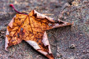 brown autumn maple leaf close up