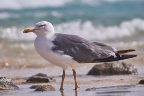 Seagull Bird near Sea shore