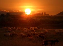 The Flock Sheep Sunset