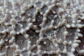 Close-up of the starfish pattern with detail
