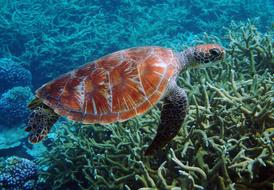 Cute and beautiful green turtle swimming in the colorful ocean