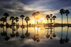 tall trees are reflected in calm water at sunset