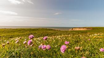 Beautiful and colorful landscape with the meadows and flowers on the coast with cliffs
