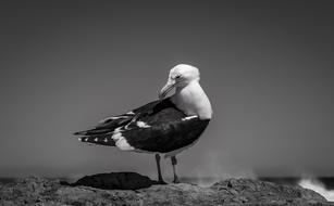 Seagull stands on stone at sea, Black And White