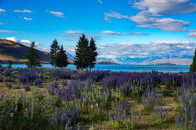 Panoramic Landscape of Nature lavender field