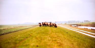 flock of brown sheep on a field with green grass